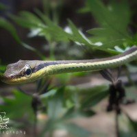 <i>Dendrelaphis wickrorum</i>  Danushka, Kanishka, Amarasinghe, Vogel and Seneviratne , 2020